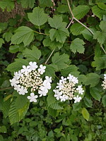 Viorne obier - Viburnum opulus (photo Mrugala F.)(2)